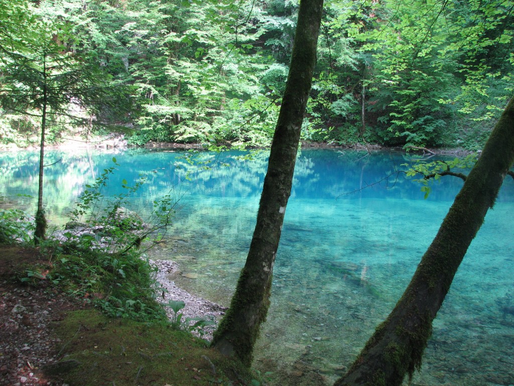 risnjak-2