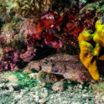 Foto: Anton Unković, TZ mjesta Ičići