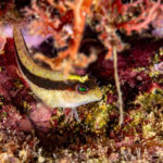 Foto: Anton Unković, TZ mjesta Ičići