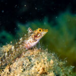 Foto: Anton Unković, TZ mjesta Ičići