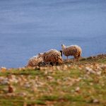 Foto: Hrvoje Jurić, TZG Novalja